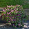 Rhodo 'Roseum Elegans' | Struikvorm