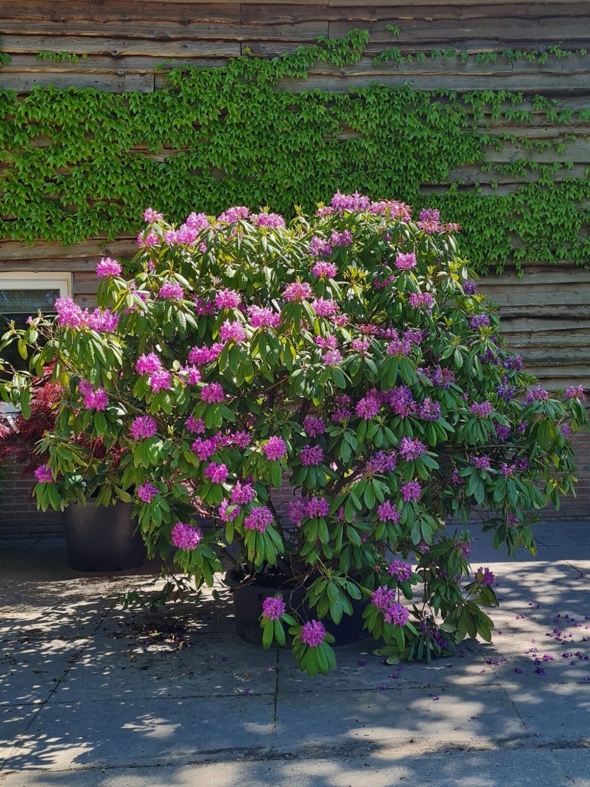 Rhodo 'Roseum Elegans' | Struikvorm