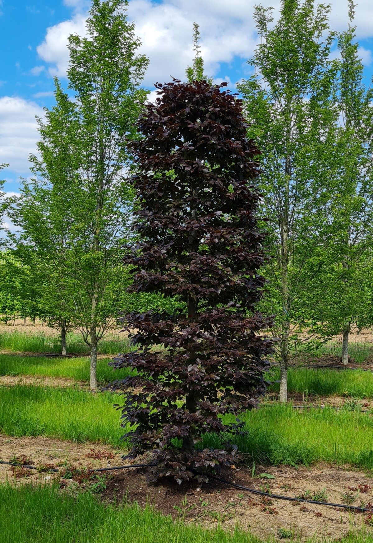 Rode beuk | Bijenkorfvorm