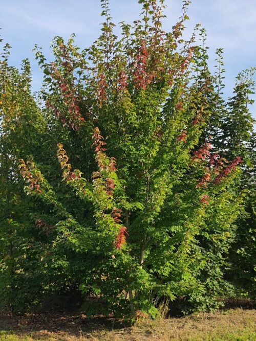 Rode esdoorn | Meerstammig