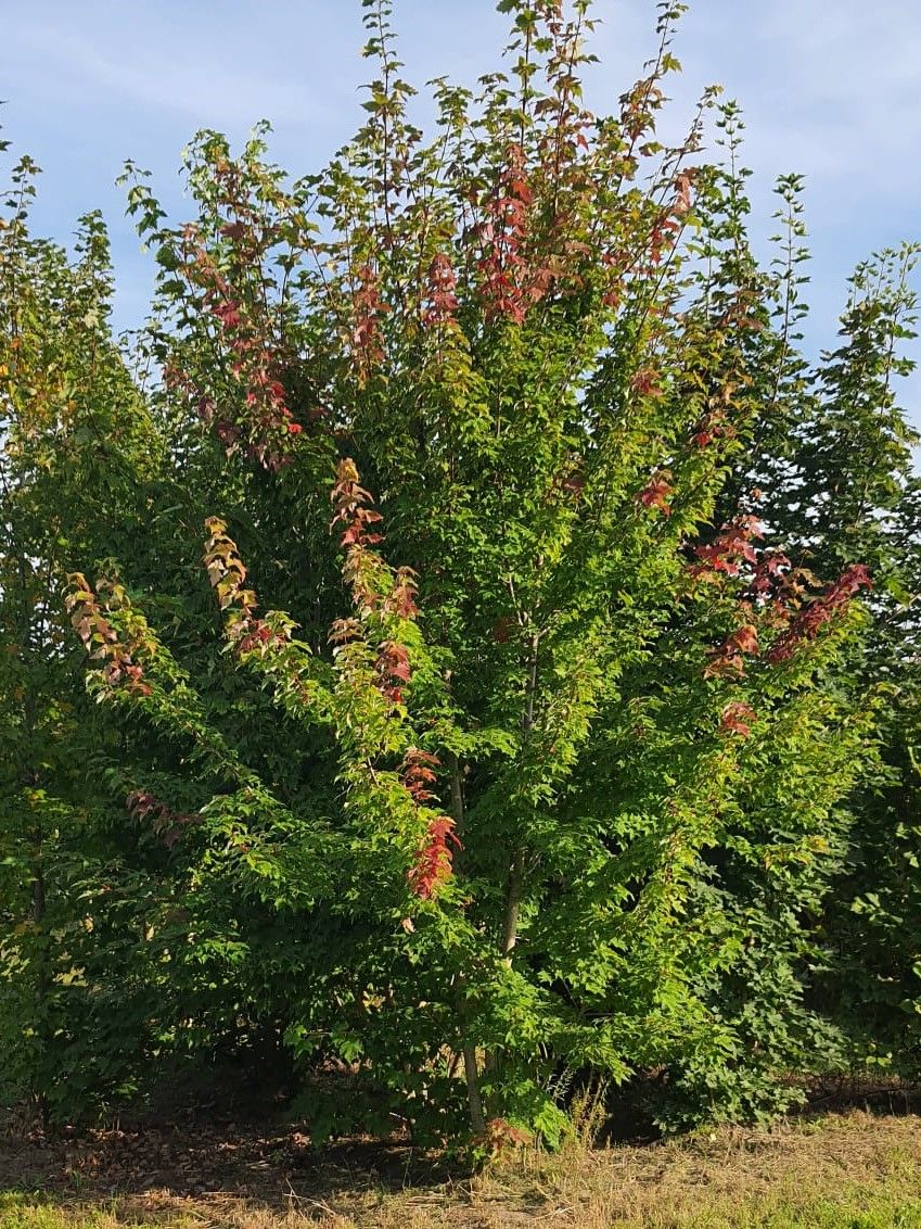 Rode esdoorn | Meerstammig