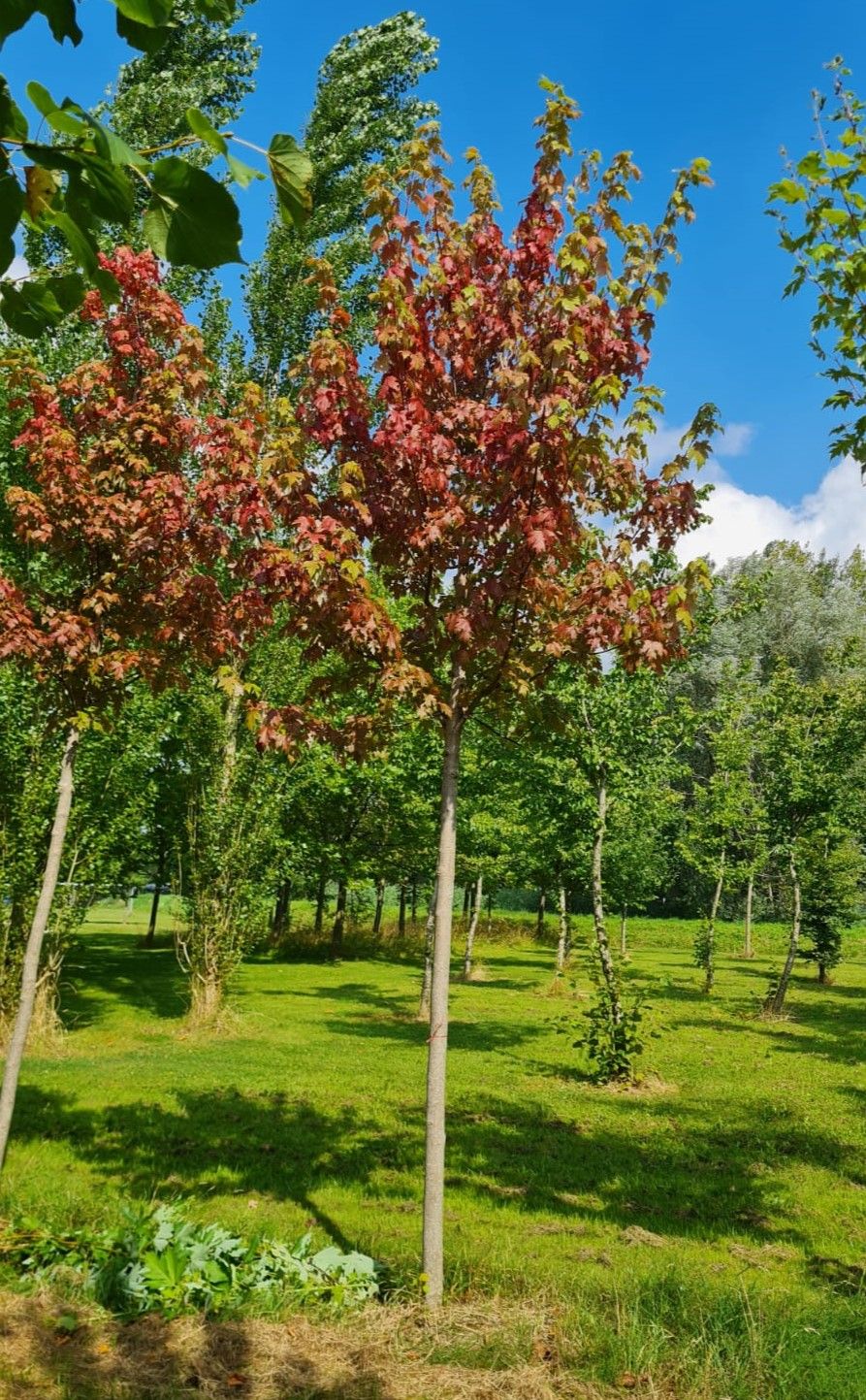 Rode esdoorn | Hoogstam