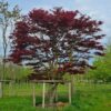 Japanse esdoorn 'Atropurpureum' | Meerstammig