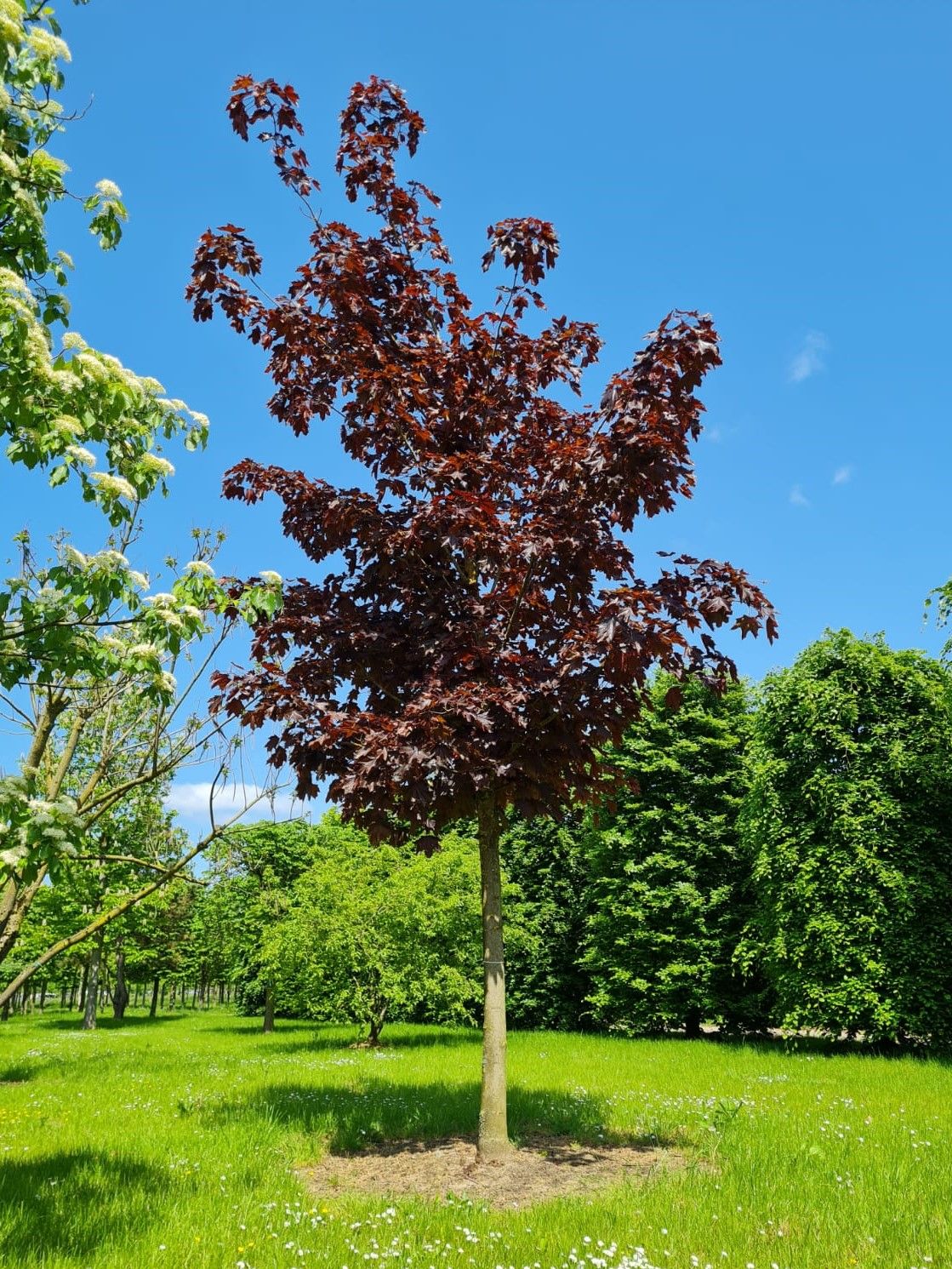 Rode Noorse esdoorn | Hoogstam