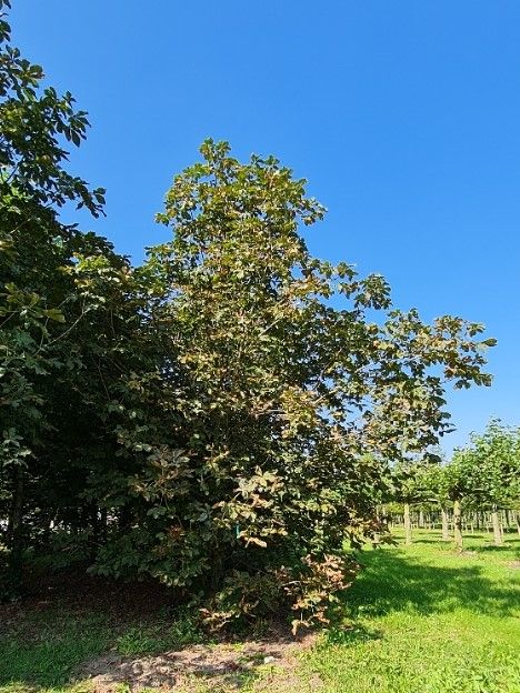 Rode paardenkastanje | Hoogstam