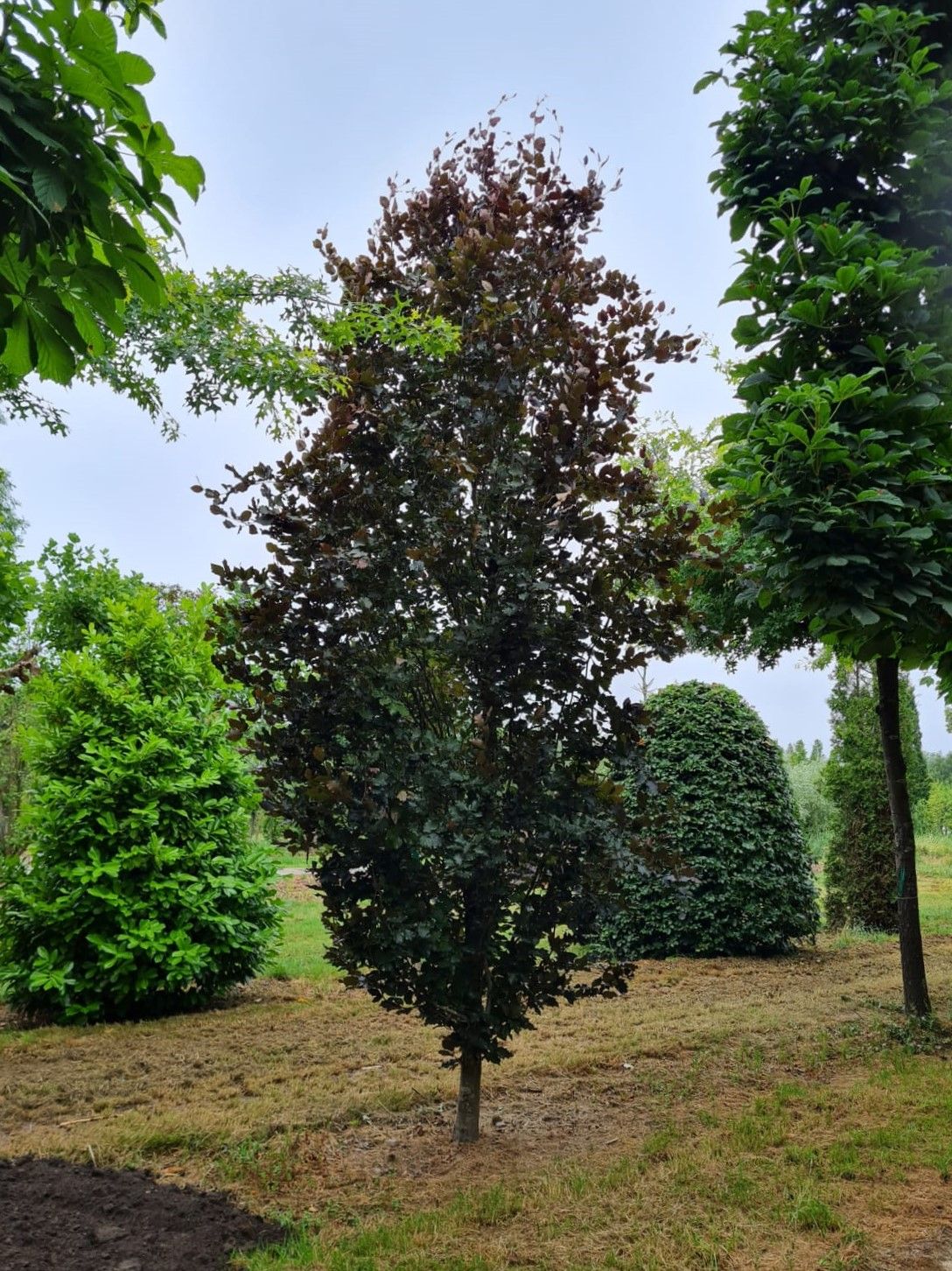 Rode zuilbeuk 'Dawyck Purple' | Laagstam