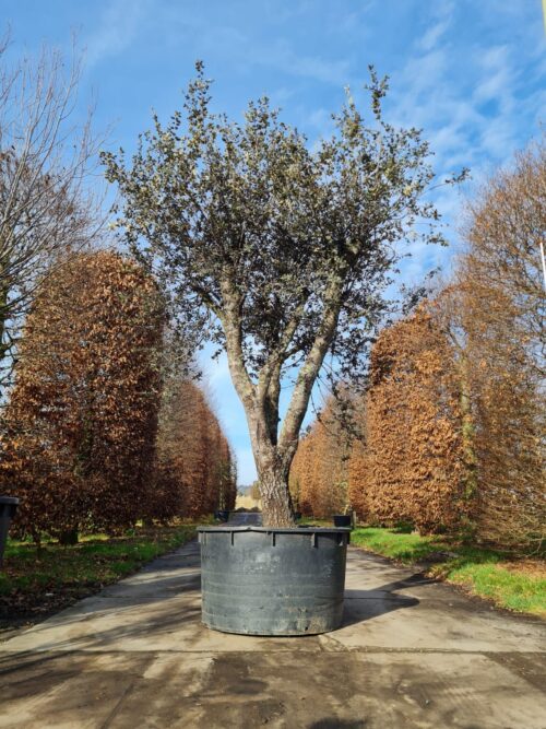 Rondbladige steeneik | Karakterboom