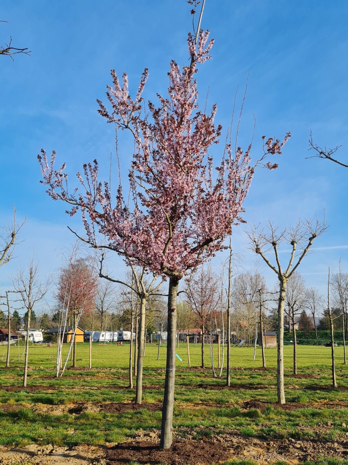 Rode kerspruim | Hoogstam