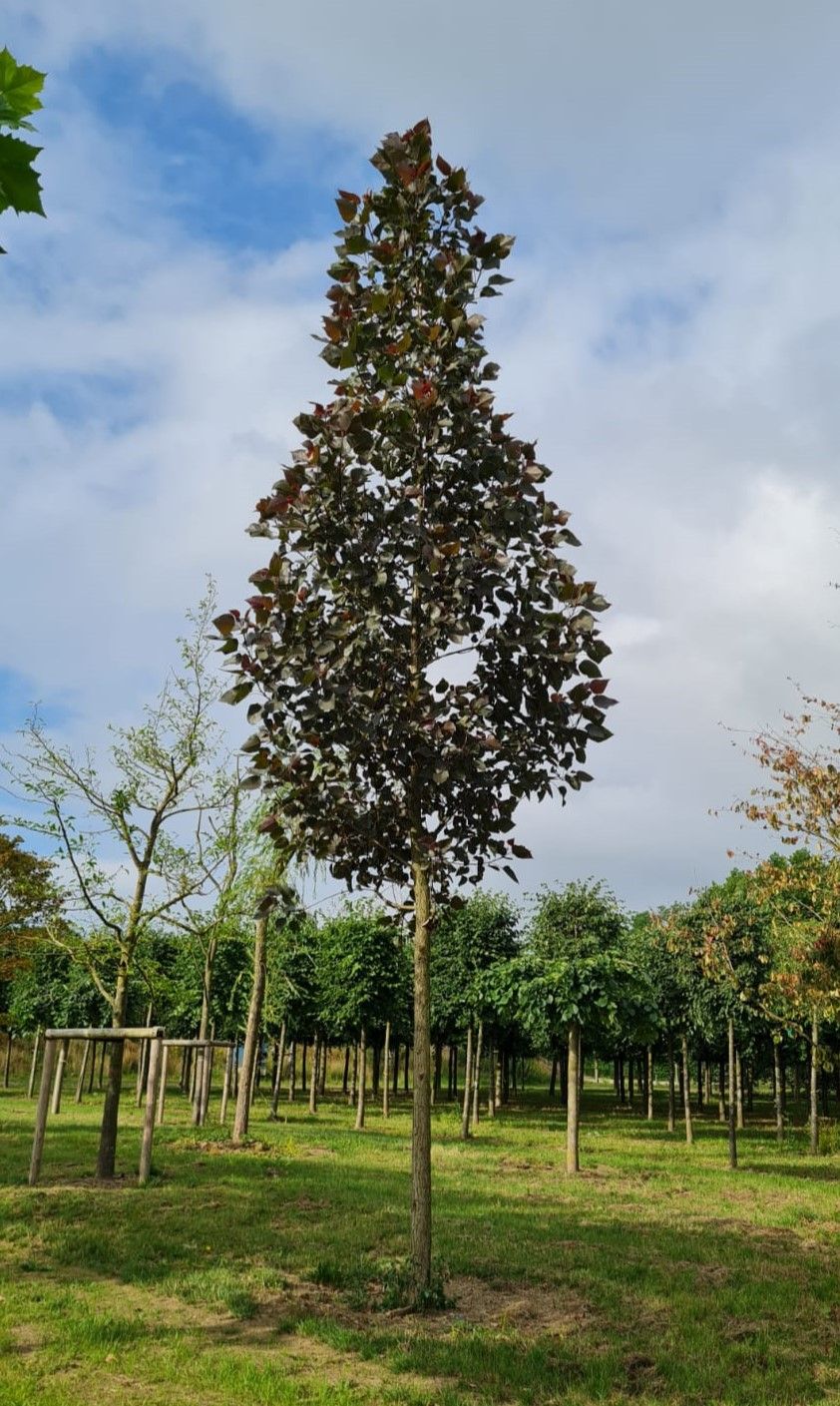 Roodbladige populier | Hoogstam