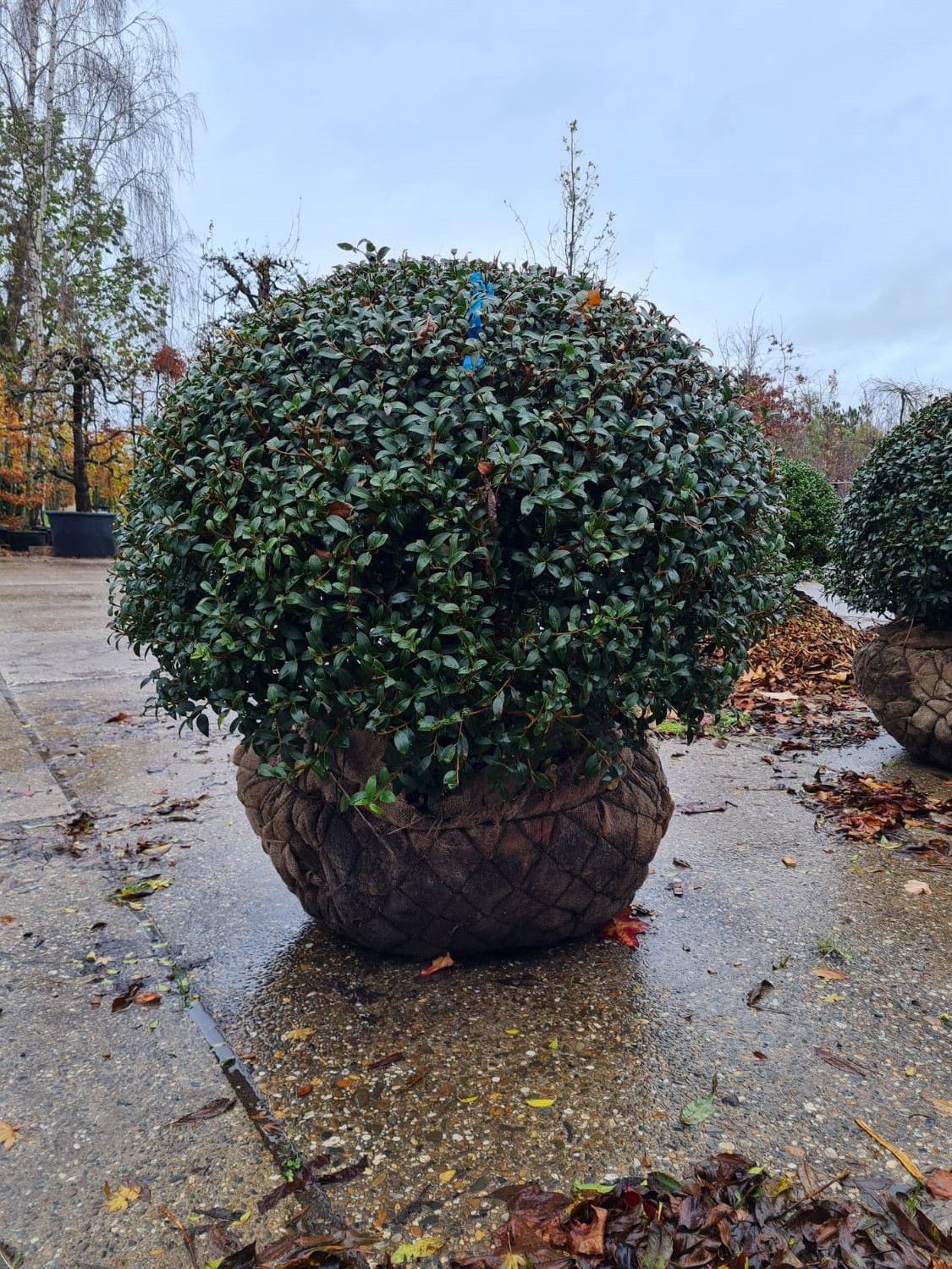 Schijnhulst | Bolvorm