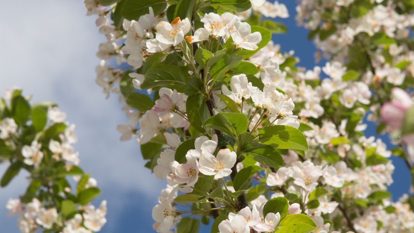 Sierappel 'Red Sentinel' | Hoogstam