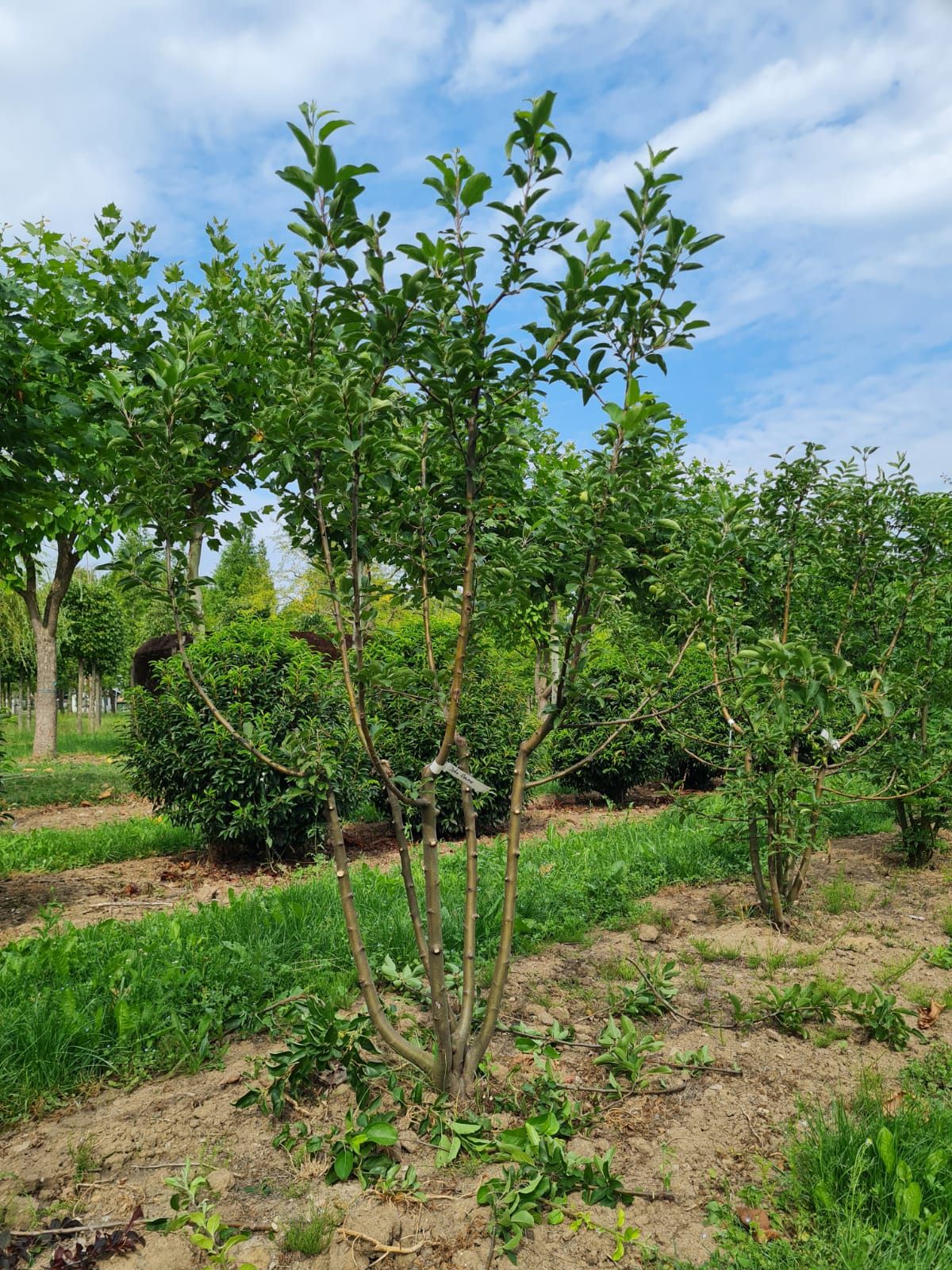 Sierappel 'John Downie' | Meerstammig