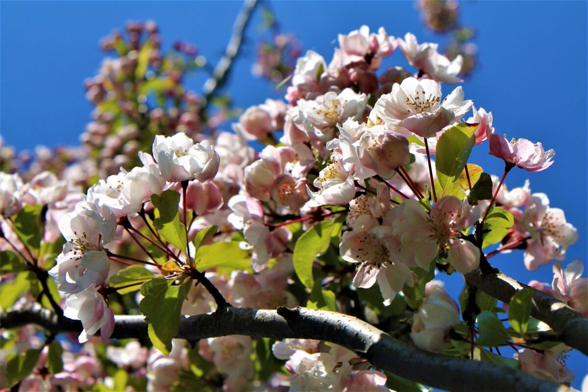 Sierappel 'Liset' | Hoogstam