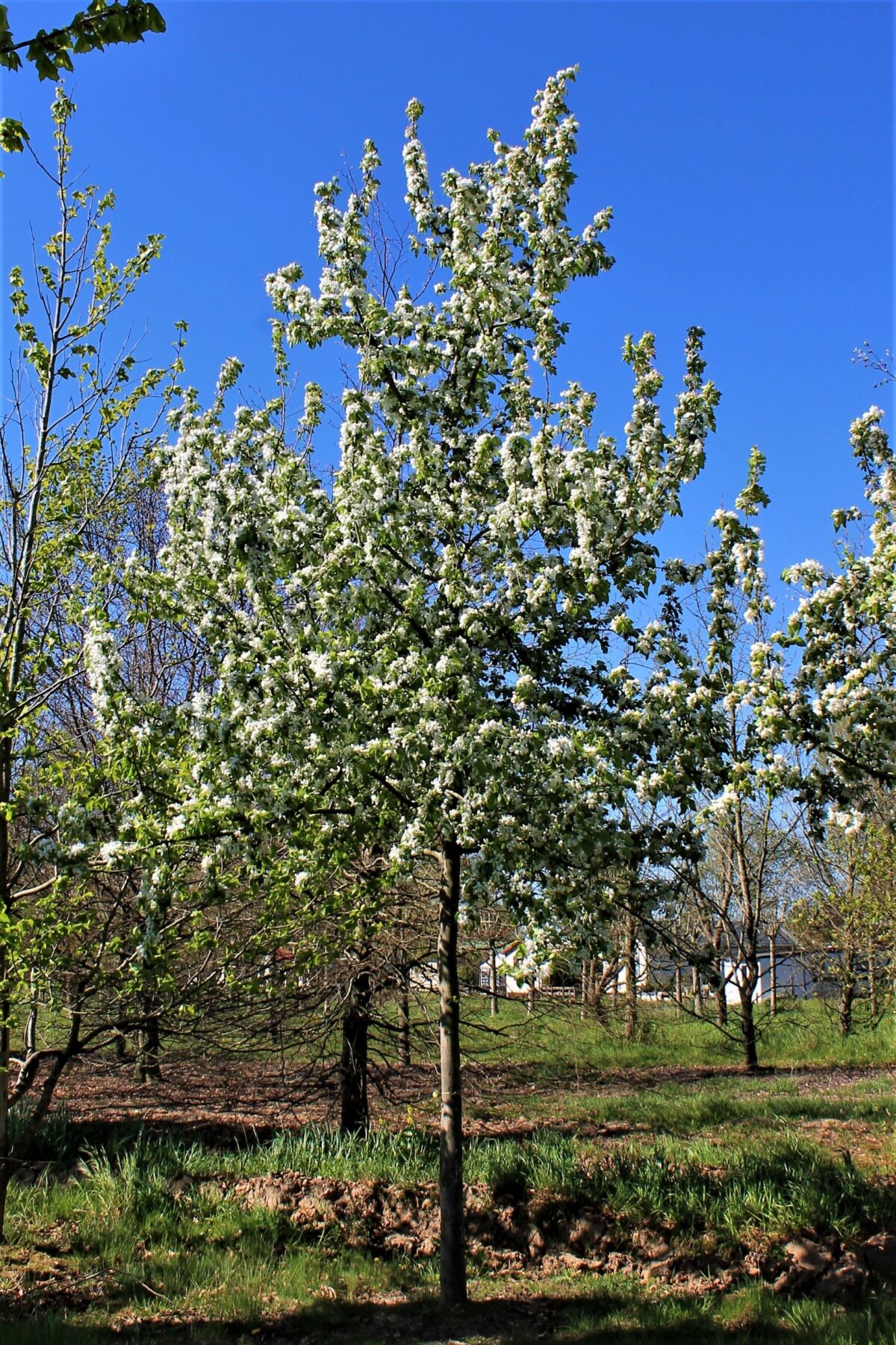 Sierappel 'Prof. Sprenger' | Hoogstam