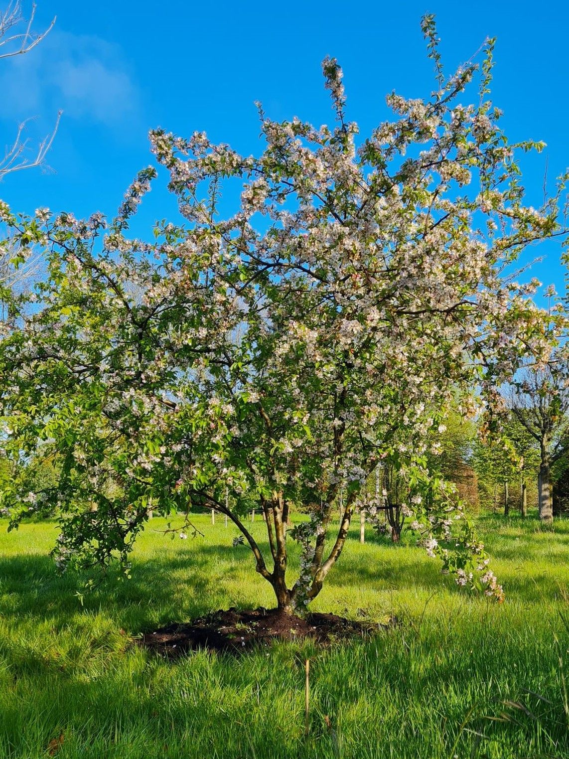 Sierappel 'Prof. Sprenger' | Meerstammig