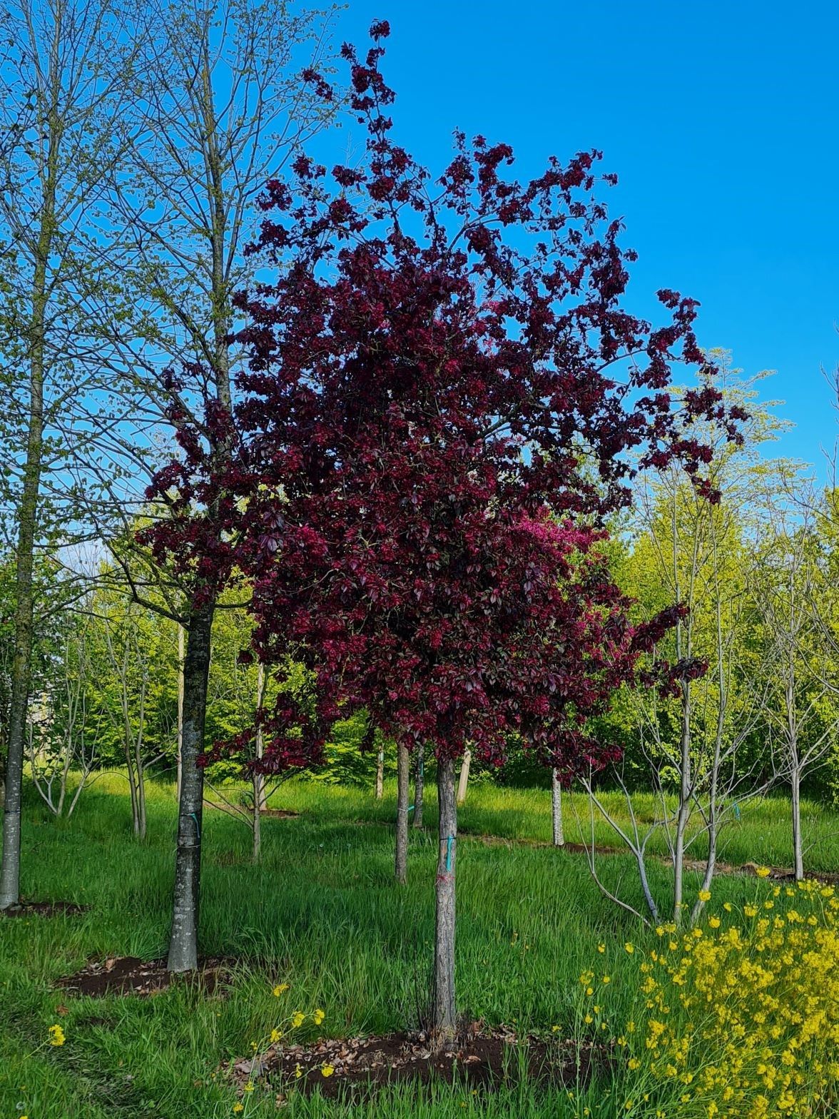 Sierappel 'Royalty' | Hoogstam