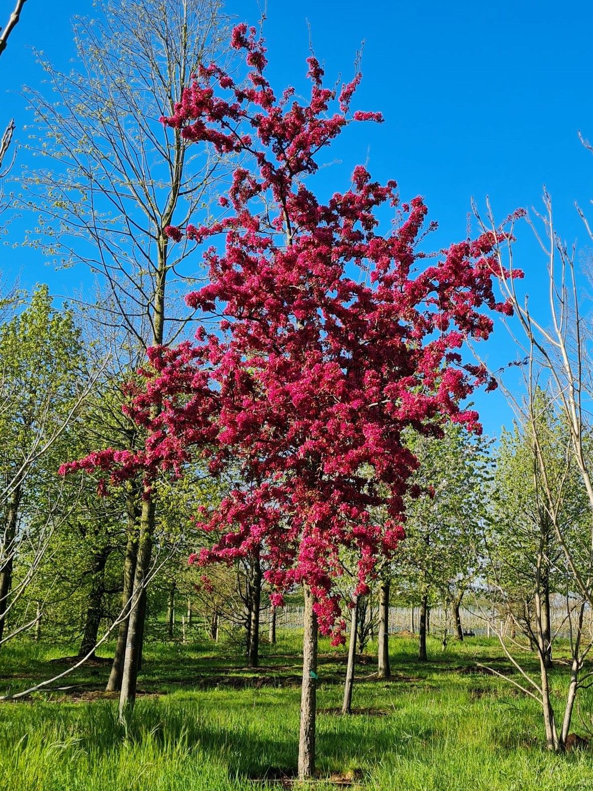 Sierappel 'Profusion' | Hoogstam