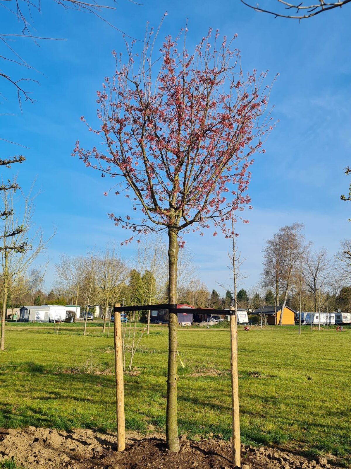 Japanse sierkers 'Sargent' | Hoogstam