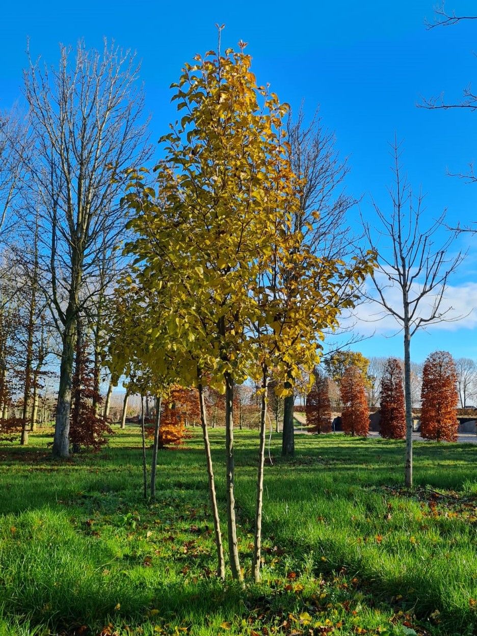 Sierpeer 'Chanticleer' | Meerstammig