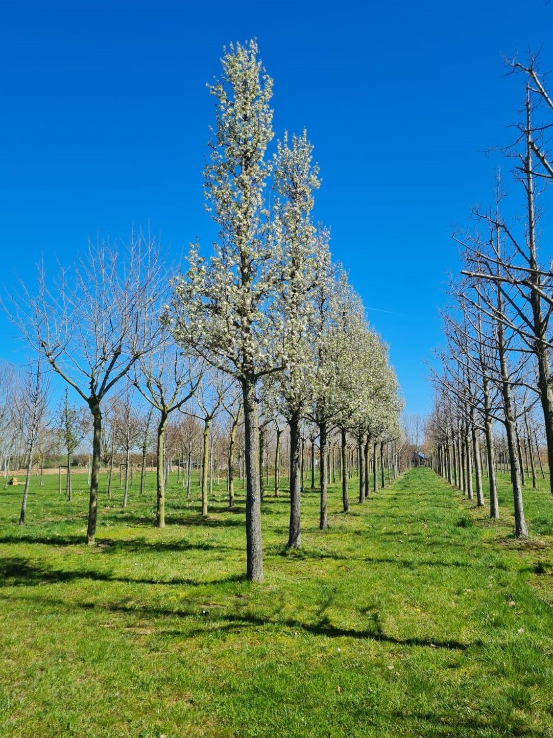 Sierpeer 'Chanticleer' | Hoogstam