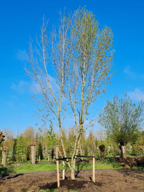 Smalbladige es | Meerstammig