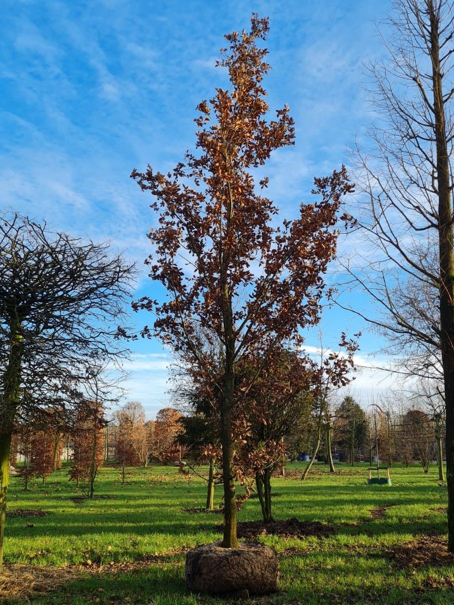 Spaanse eik 'Wageningen' | Hoogstam