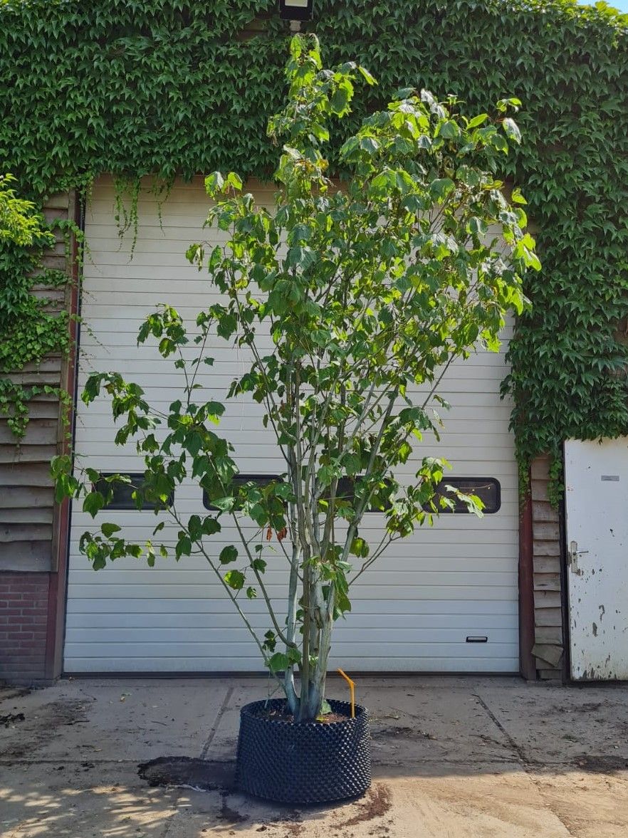 Streepjesbast esdoorn | Meerstammig