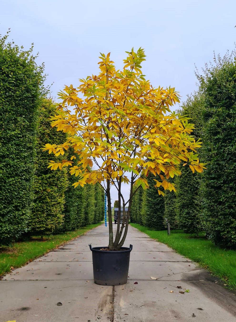 Tamme kastanjeboom | Meerstammig