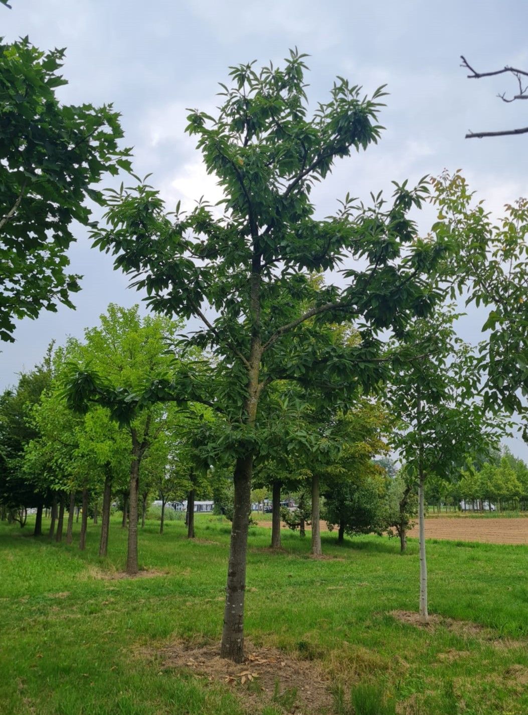 Tamme kastanjeboom | Hoogstam