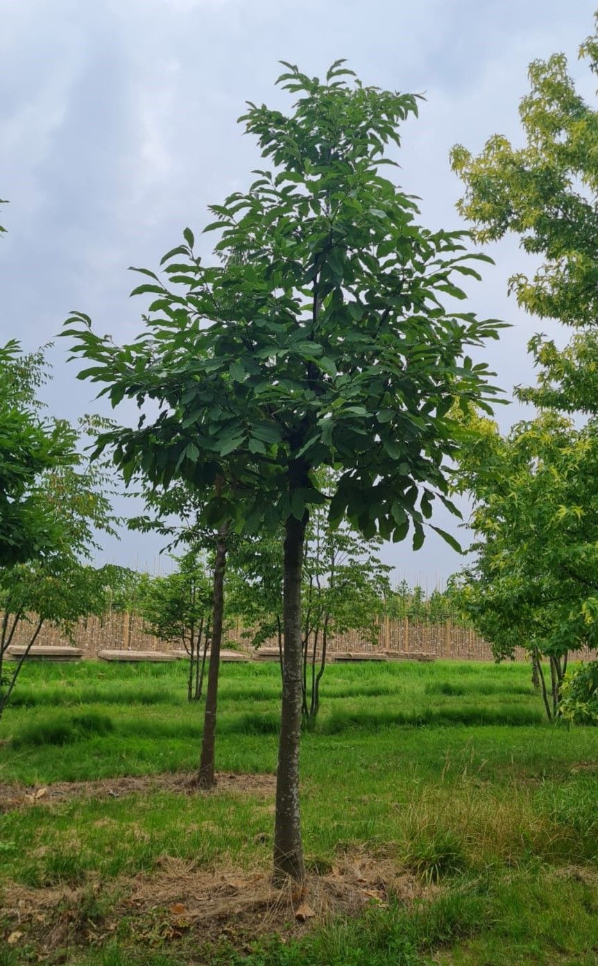 Tamme kastanjeboom | Hoogstam