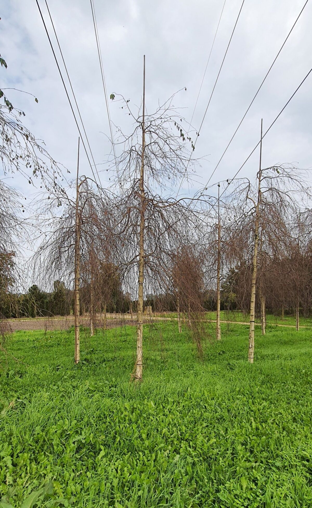 Prieelberk | Hoogstam