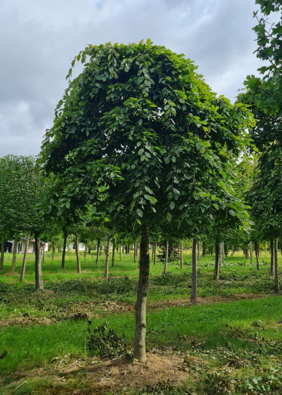 Treurhaagbeuk | Hoogstam