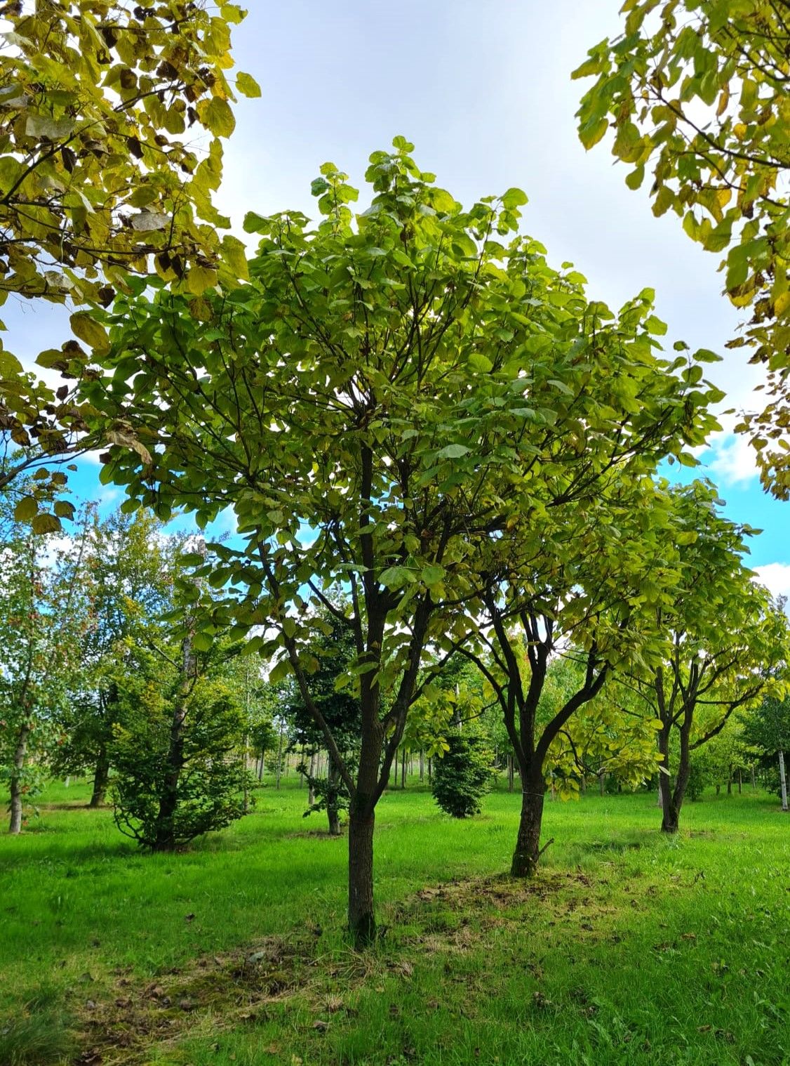 Trompetboom | Halfstam