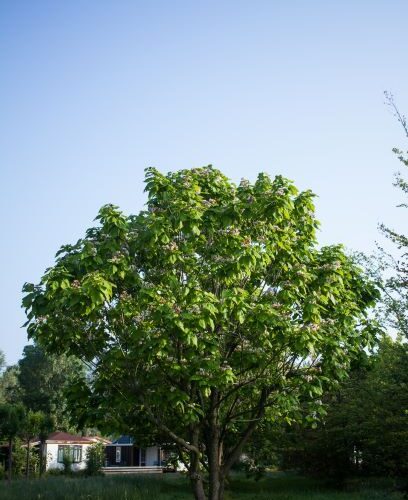 Trompetboom | Meerstammig