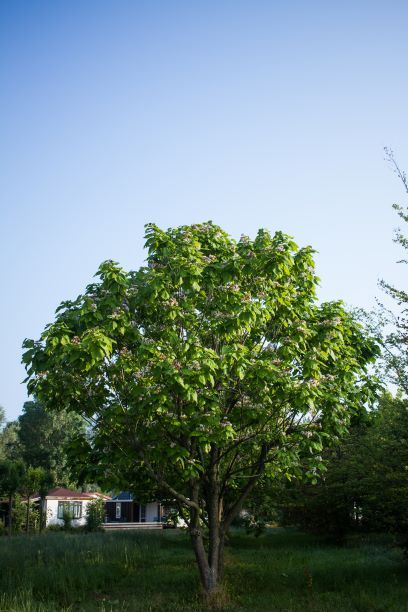 Trompetboom | Meerstammig