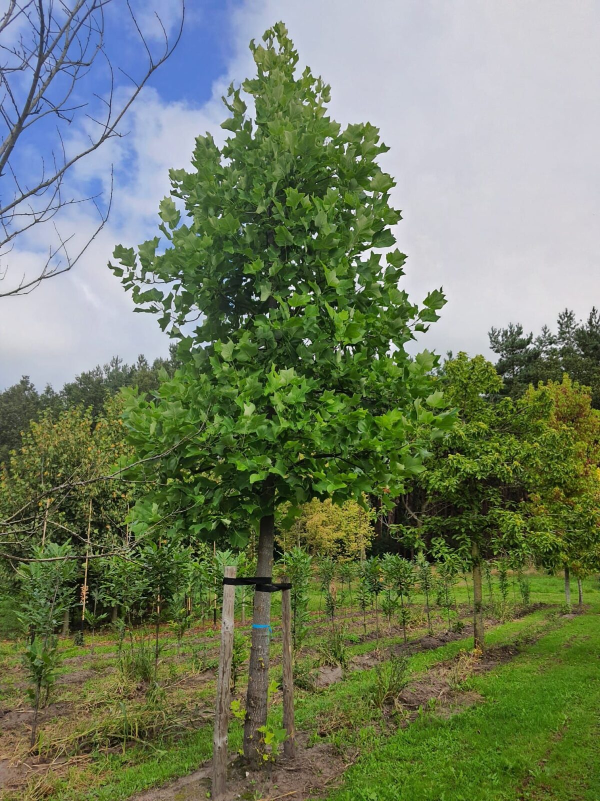 Amerikaanse tulpenboom | Hoogstam