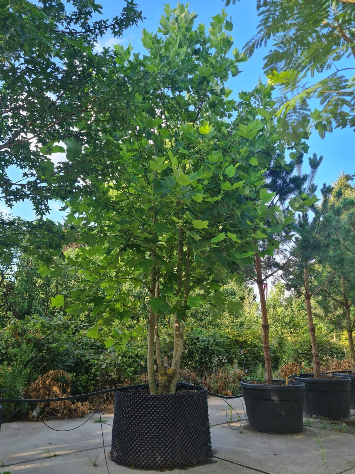 Amerikaanse tulpenboom | Meerstammig