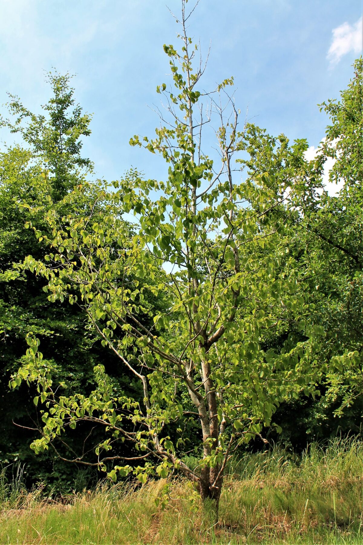 Vaantjesboom | Meerstammig