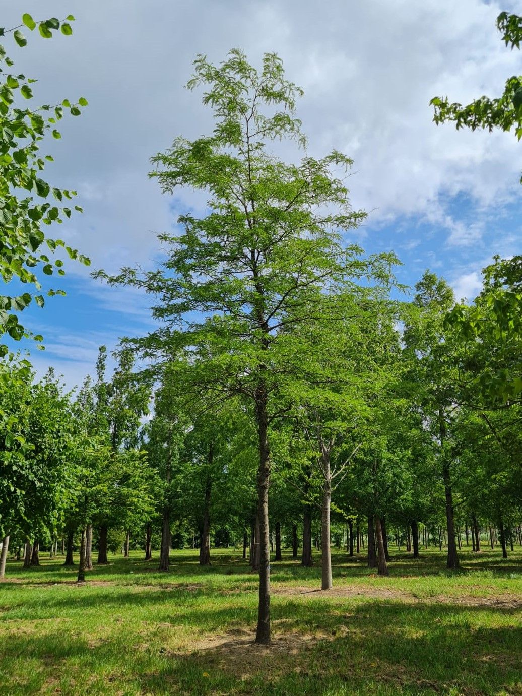 Valse Christusdoorn | Hoogstam