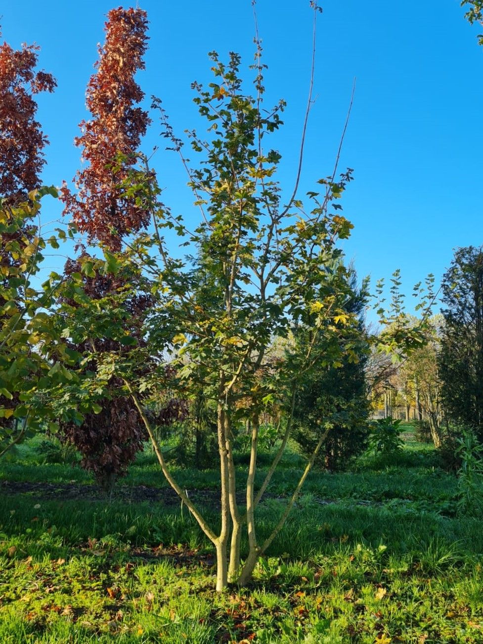 Veldesdoorn | Meerstammig