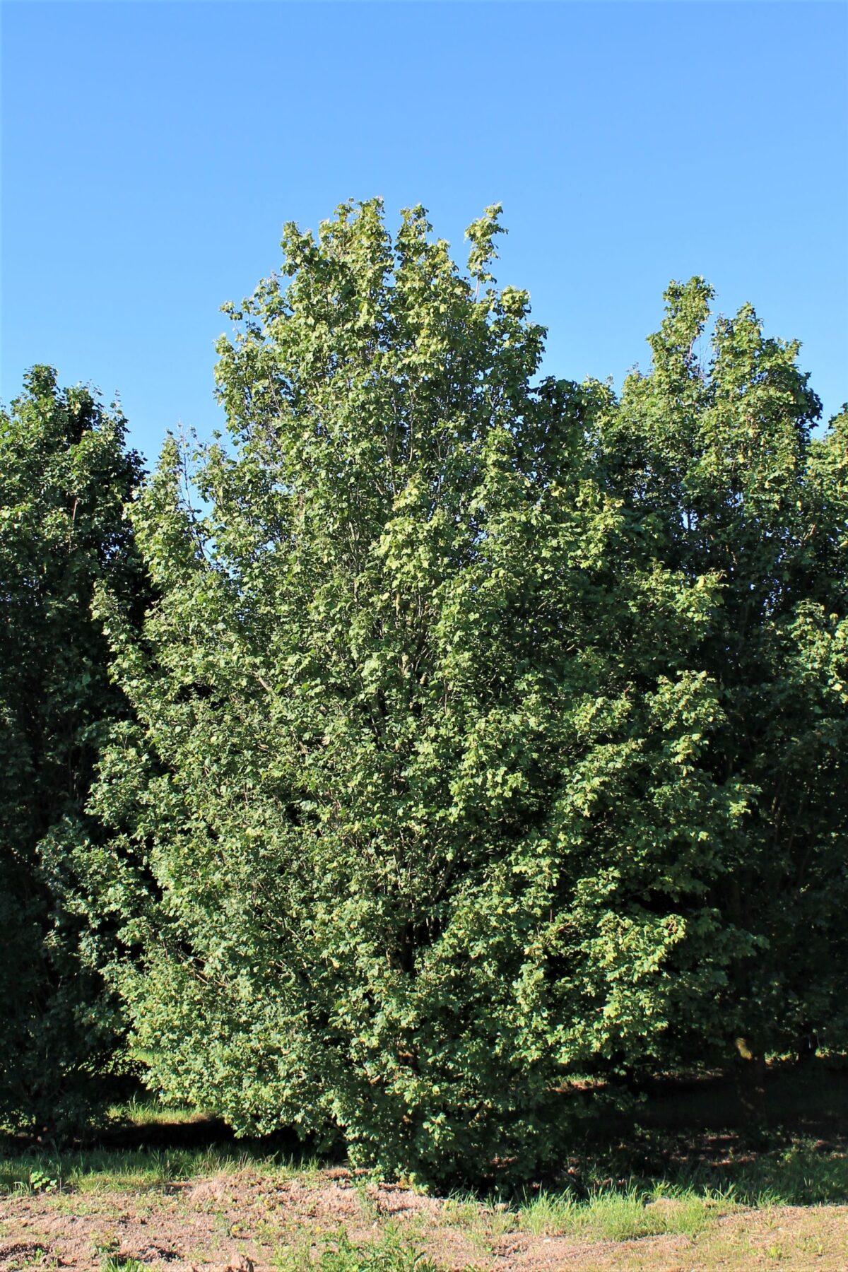 Veldesdoorn | Laagstam