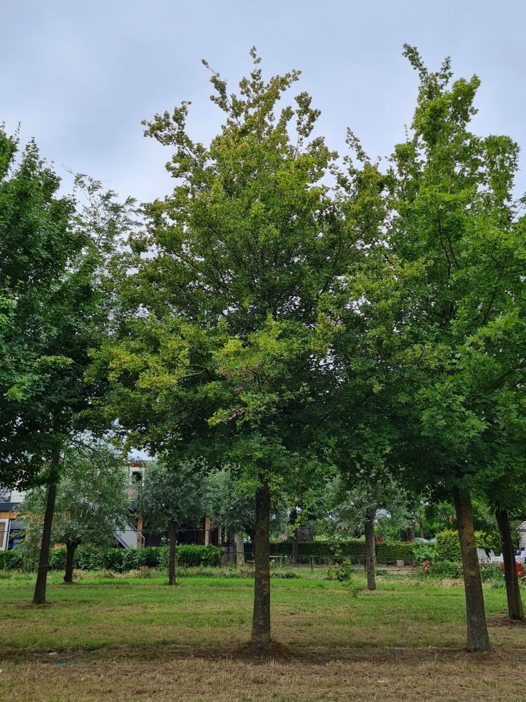 Veldesdoorn | Hoogstam