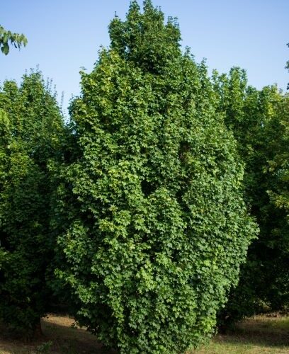 Veldesdoorn 'Lienco' | Laagstam