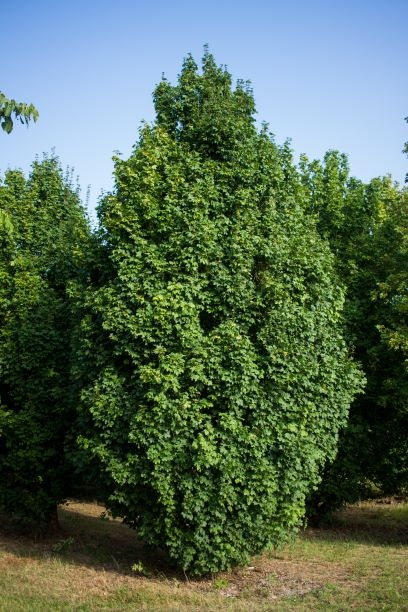 Veldesdoorn 'Lienco' | Laagstam