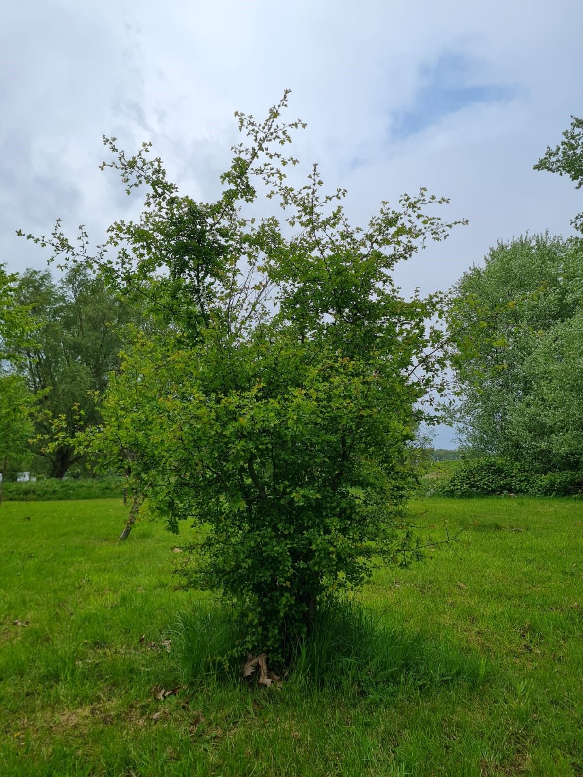 Meidoorn | Meerstammig