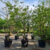 Walnotenboom | Meerstammig
