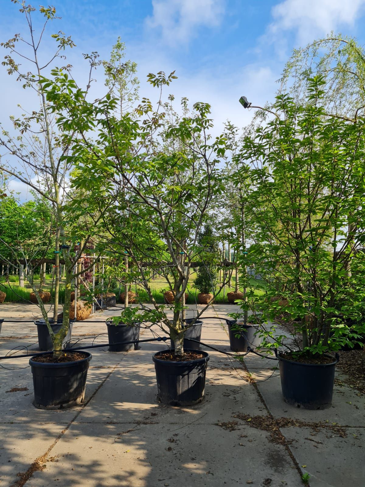 Walnotenboom | Meerstammig