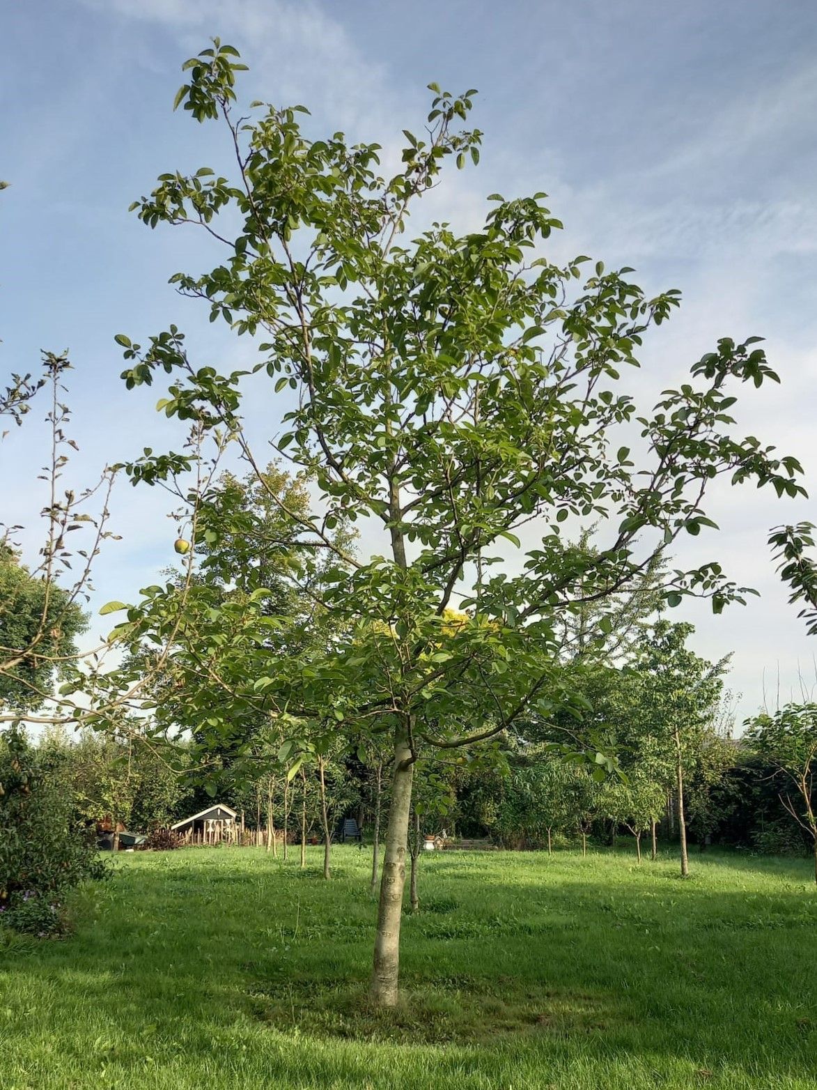 Walnotenboom | Hoogstam