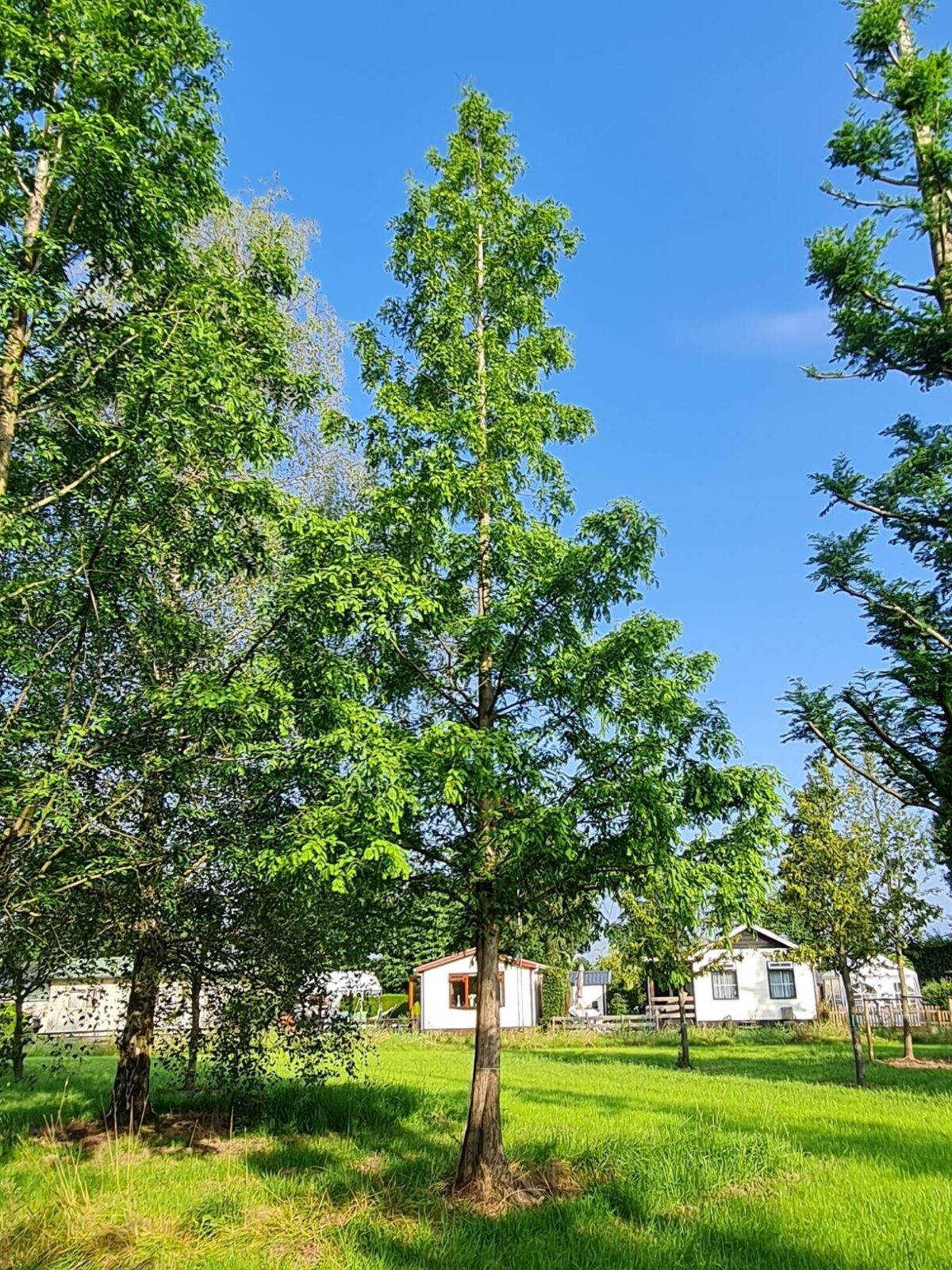 Watercipres | Hoogstam