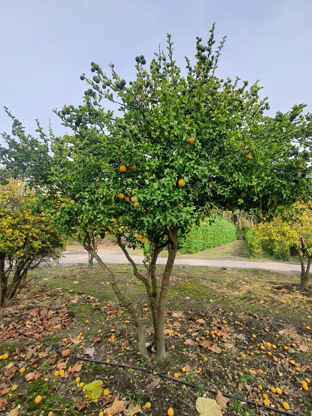 Wilde citroen | Meerstammig